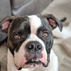 Meet your Posher, Leonine